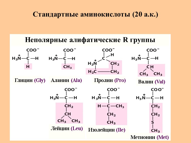 Стандартные аминокислоты (20 а.к.) Глицин (Gly) Аланин (Ala) Пролин (Pro) Валин (Val) Метионин (Met)